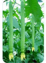 SD0014 BIG Luffa / Loofah Vegetable Seeds, 90%+ Germination, Matures 