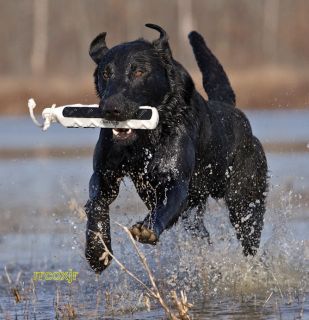 dog training bumpers in Sporting Goods