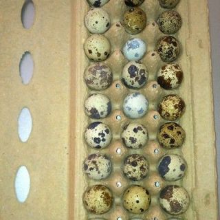 60 Jumbo coturnix quail hatching eggs NPIP Cert.