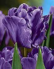 Tulip Bulbs ~ Blue Parrot Tulips ~ Tremendous Late Spring Showing 