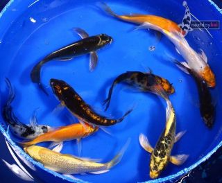 10 Lot 4 5 ASSORTED Butterfly Fin Live Koi fish pond garden NDK