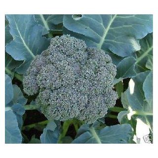 Broccoli Waltham 29 Great Heirloom Vegetable 500 Seeds 