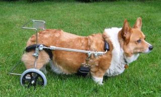 New CorgiAid has a program which may be able to provide carts on loan 