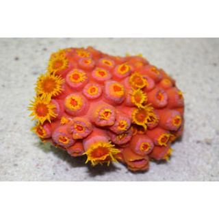 Home Fish Corals & Invertebrates Sun Coral