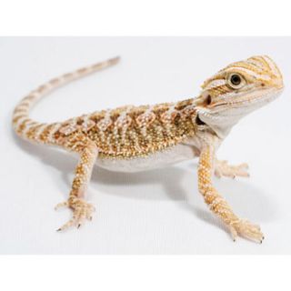 Live reptiles available only in  stores. Selection varies by 