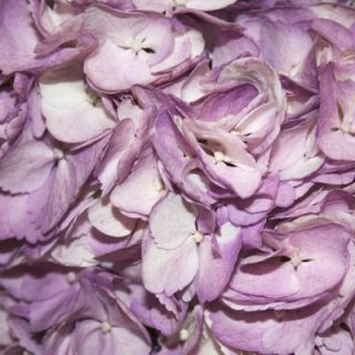 Hydrangeas, 26 Stems   Purple (HYDSS26PR)   Club