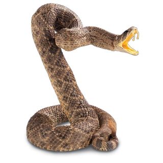 Coiled Snake   61536, Taxidermy at Sportsmans Guide 