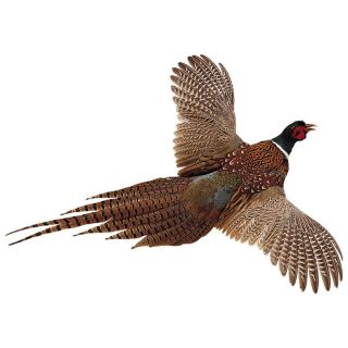 High Flyer   61534, Taxidermy at Sportsmans Guide 