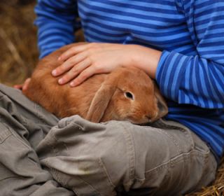 Handling Rabbits Housing Feeding Rabbits