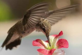 hummingbird feeder window in Nectar Feeders