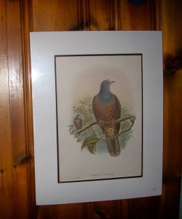 Birds of New Guinea. Gould. Rusty Banded Fruit Pigeon.