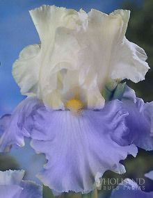 iris bearded in Flower Bulbs, Roots & Corms