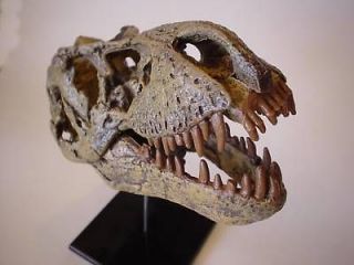 rex Skull Replica. Tyrannosaurus Rex Skull Replica.