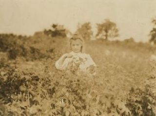 1909 Berry picker on Rock Creek, Baltimore photo Vintage Black & White 