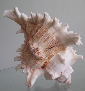 Large Pink Murex Shell Beach Cottage Hermit Crab Seashell