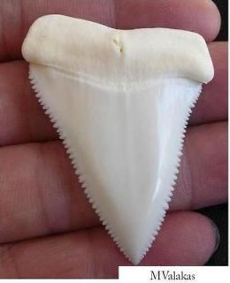   White Shark Tooth Teeth 1.93 Jaws Megalodon Rare Hammerhead Bull Mako