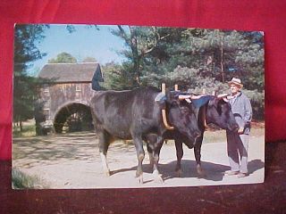 195  A Yoke of Holstein Oxen at Old Sturbridge Village (AA)