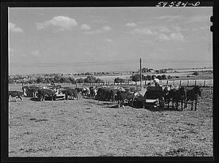 Fattening Hereford feeder cattle. Lincoln,Nebras​ka