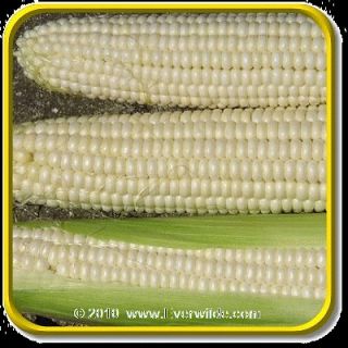 Lb   Silver Queen   Bulk White Hybrid Sweet Corn Seeds