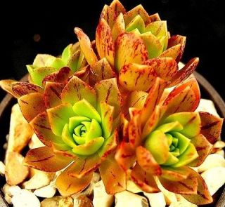   Bronze Medal U.S. hybrid succulent 9cm pot Drought Tolerant plant