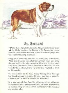 Saint Bernard   1950 Vintage Dog Print   Matted