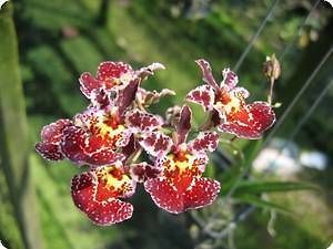 Orchid Oncidium Tolumnia jairak Firm Ruddy