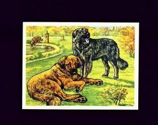 scarce german dog card 1952 leonberger dogs 