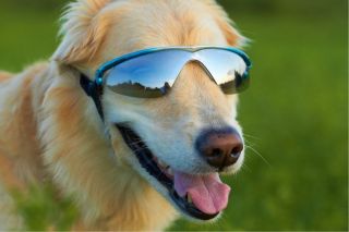 Blue Doggles Rubber K9 Optix Dog Sunglasses UV lenses Eye protection 