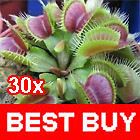   Trap Dionaea muscipula Carnivorous Plant 30 Seeds with Instructions