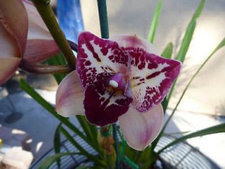 orchid cymbidium m293 fil american beauty peloric 