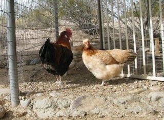 10 extremely rare lf sulmtaler chicken hatching eggs expedited 