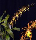 ALICEARA PACIFIC NOVA OKIKA, BLOOMING SIZE ORCHID PLANT, SHIPPED IN 