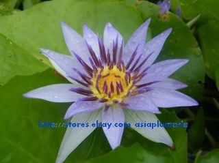   nymphaea COLORATA water lily not lotus nelumbo COROLATA + FreeDoc