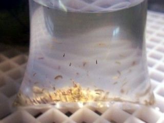   PODS AND 12 MICRO STARS AMPHIPODS COPEPODS SALTWATER LIVE FISH FOOD