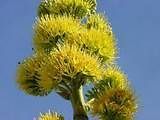 Exotic Agave desertii seeds~Desert Agave not cactus~mezcal~​Maguey 