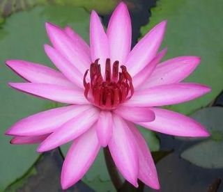 100seeds pink night water lily pond plant freedocument from thailand
