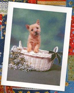 norwich terrier puppy 100 personalized business cards 0620  