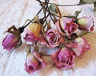 48 tiny dried roses sweethea rt pink fairy roses time