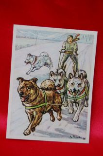 old samoyed spitz husky sled dog skijoring signed card time