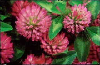 Red Clover Seeds ★ Bulk Grass ★ Easy to Grow ★ theseedhouse 