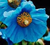   rare himalayan blue poppy meconops is seeds 
