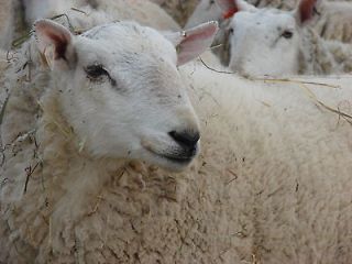 whole raw wool cheviot white ewe lamb fleece time left