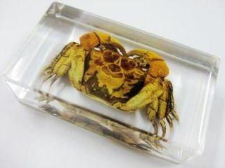 Chinese rive crab Specimen crab in Glass Block Paperweight Oddities 