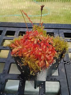 Drosera Spathulata Frasier Island Sundew Plant Carnivorous Plant 3 