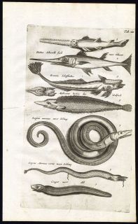    WHALE SAWFISH REMORA EEL SWORDFISH SEA SERPENT Jonston Merian 1657