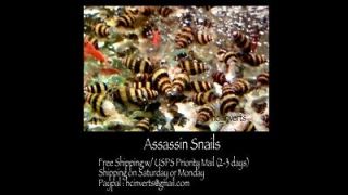 11 homebred assassin snails lives with cherry shrimp time left