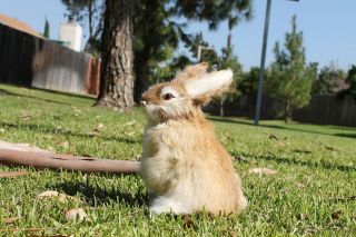 Brown Tan Rabbit Easter Bunny Furry Animal Taxidermy Figurine plush 