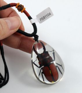 real stag beetle odontda bis siva hope necklace clear time