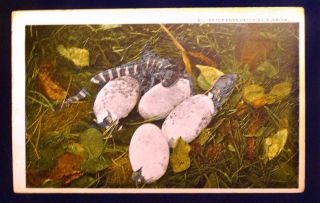 alligator eggs hatching florida vintage postcard 1922 