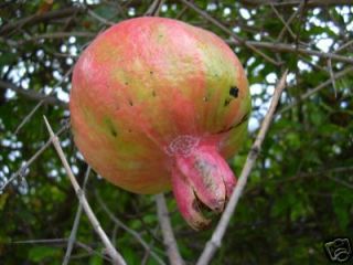 punica granatum pomegranate tree seeds  2 00